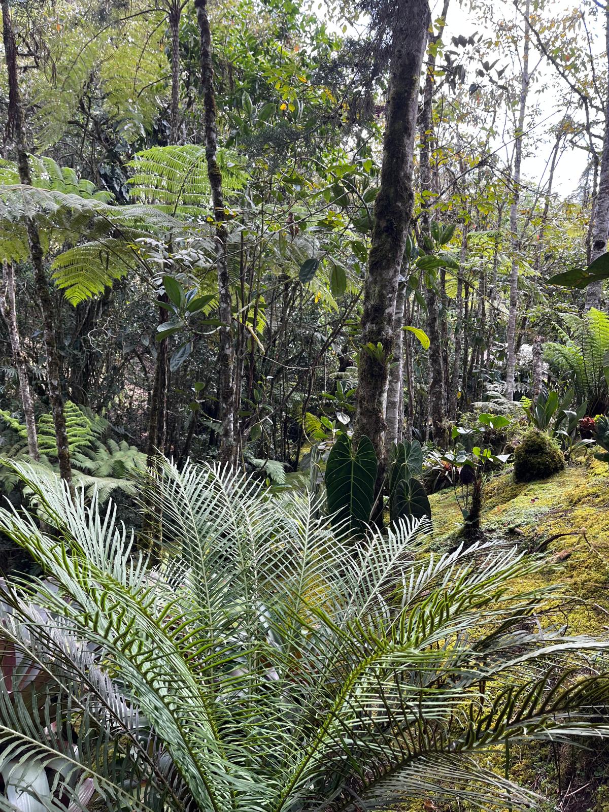 A dense forest understory in Colombia: ferns, moss-covered trunks, and broad dark leaves in filtered light.